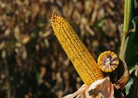  Семена кукурузы НС 6010 маккажухори уруглари - 