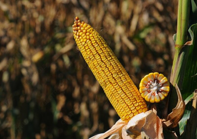  Семена кукурузы НС 6010 маккажухори уруглари - 