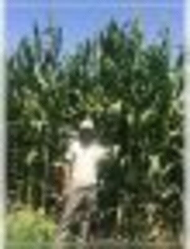   Семена кукурузы НС 6010 маккажухори уруглари