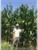   Семена кукурузы НС 6010 маккажухори уруглари