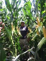  Семена кукурузы НС 6010 маккажухори уруглари Оптом и розница