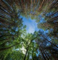 Натяжные потолки с художественной печатью