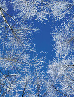 Натяжные потолки с художественной печатью - 170 000 so'mdan