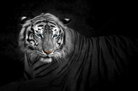  Бесшовные Фотообои №1 - 