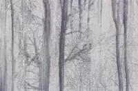   Российские однотонные обои АКЦЕНТ 70392-44