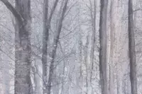 Российские однотонные обои АКЦЕНТ 70392-56 Только в розницу