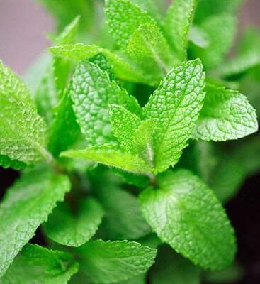 Вкусо-ароматическая добавка "Мята"