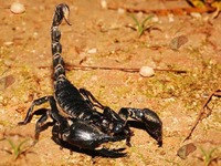 Уничтожение скорпионов