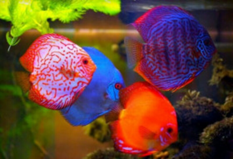 Aquamarine: уютный дом для вашей рыбы