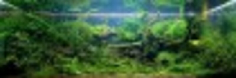 Что такое аквариумистика