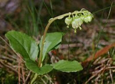 Фиточай БОРОВАЯ МАТКА 25г. Ф/Ч БЕЛЛА ДОННА купить в Ташкенте - 119 000 сум / упаковка