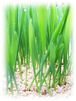 Добавка в почву - вермикулит вспученный