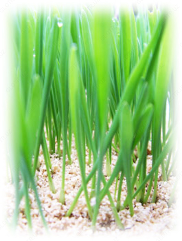 Добавка в почву - вермикулит вспученный