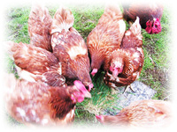 Добавка в корм - Вермикулит вспученный