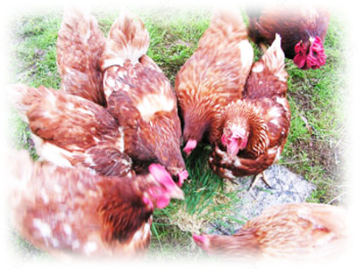 Oziq-ovqat qo&#39;shimchasi - Exfoliated Vermikulit