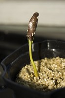 Добавка в почву - вермикулит вспученный Оптом и розница