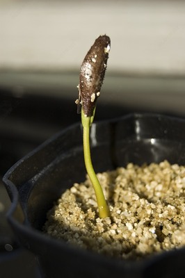 Добавка в почву - вермикулит вспученный Оптом и розница