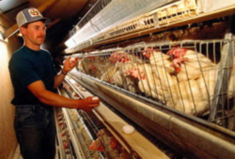 от {0} сум Добавка в корм - Вермикулит вспученный