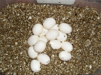 Oziq-ovqat qo&#39;shimchasi - Exfoliated Vermikulit Ulgurji va chakana