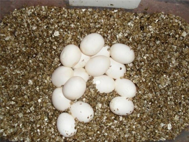 Добавка в корм - Вермикулит вспученный Оптом и розница