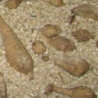 Вермикулит в овоще хранение. - от {0} сум