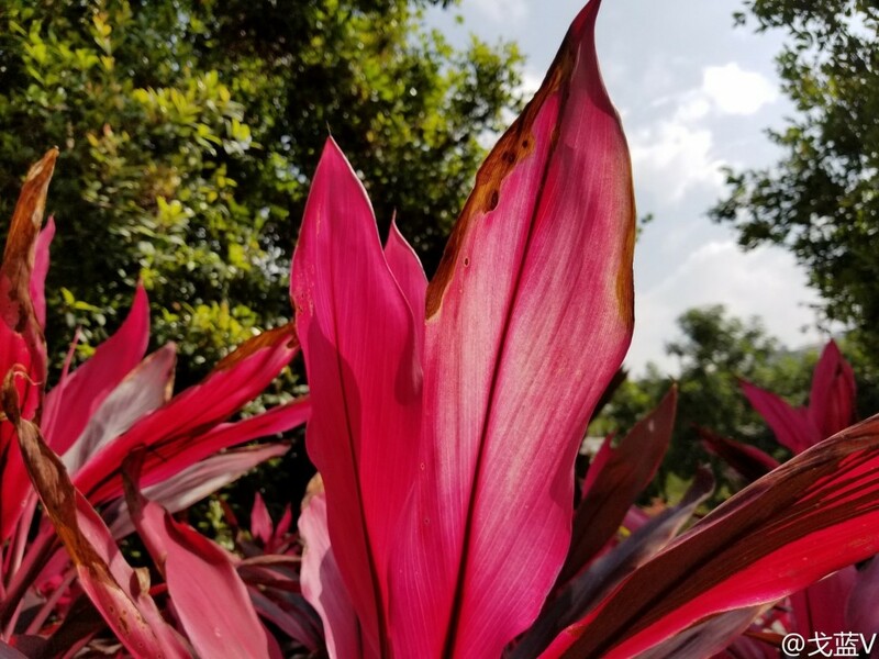 Утечка: как снимает Samsung Galaxy S8