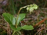 Фиточай БОРОВАЯ МАТКА 25г. Ф/Ч БЕЛЛА ДОННА купить в Ташкенте - 119 000 сум