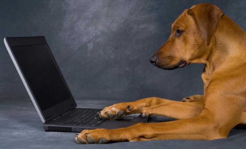 СОБАКИ СМОГУТ САМОСТОЯТЕЛЬНО ПУБЛИКОВАТЬ ФОТОГРАФИИ В СОЦИАЛЬНЫХ СЕТЯХ