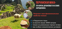  Перуанская Мака - 