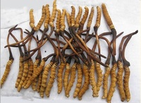 Кордицепс Сordyceps sinensis природный тоник для всех купить в Ташкенте
