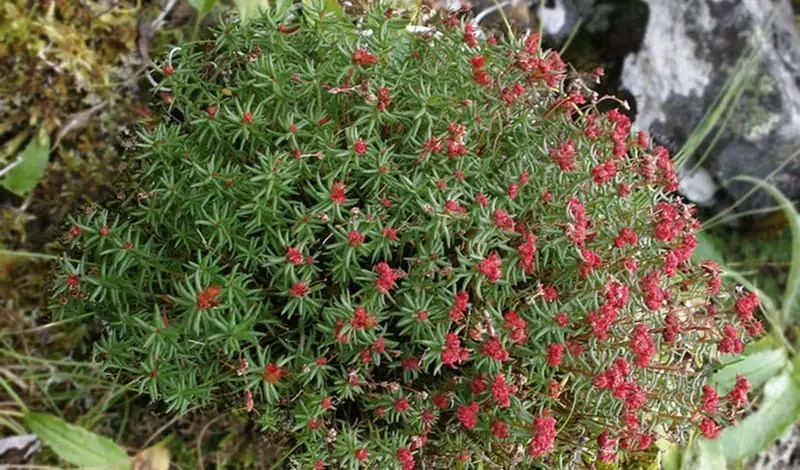  ЭВАЛАР Трава Красная щетка для женщин 30гр купить в Ташкенте - 