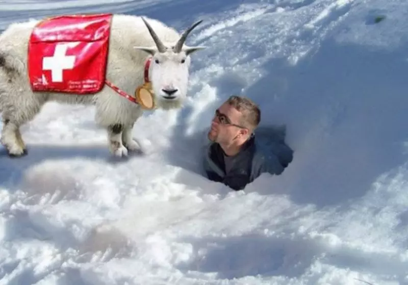 Уникальный крем на основе молока швейцарских горных коз