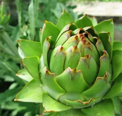 Швейцария - 506 689.6 сум / шт.