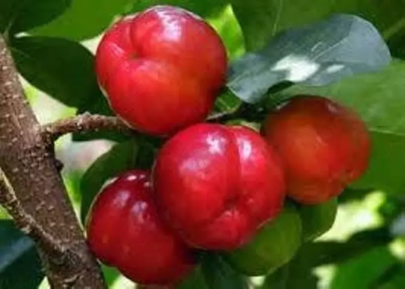 307 405.8 so'm Ацерола Vivasan Швейцария