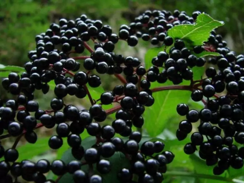 Elderberry qora Vivasan, Shveytsariya