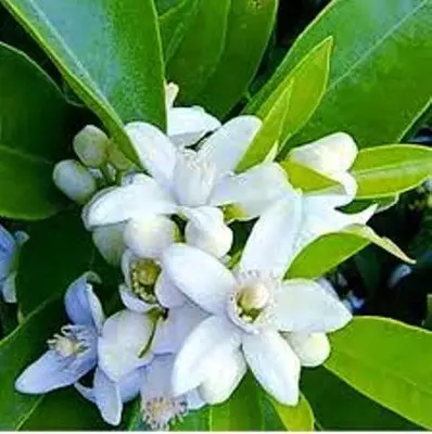 Эфирное масло НЕРОЛИ