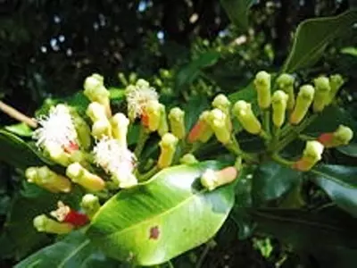 Эфирное масло ГВОЗДИКА Только в розницу