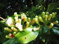 Chinnigullar efir moyi Chakana savdo