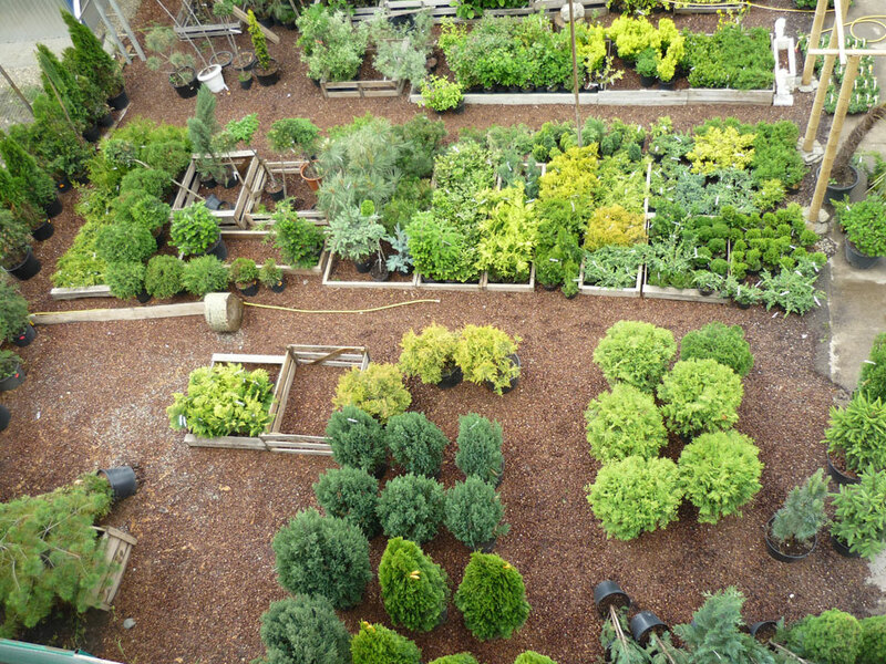 Декоративные Березы, штамбовые Розы и многое другое...