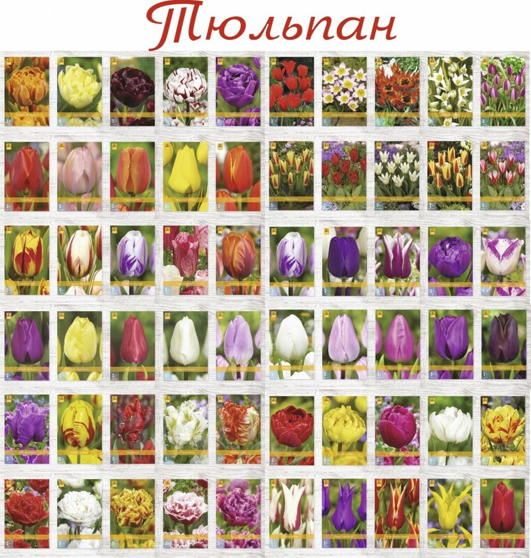 Луковичные цветы из Голландии