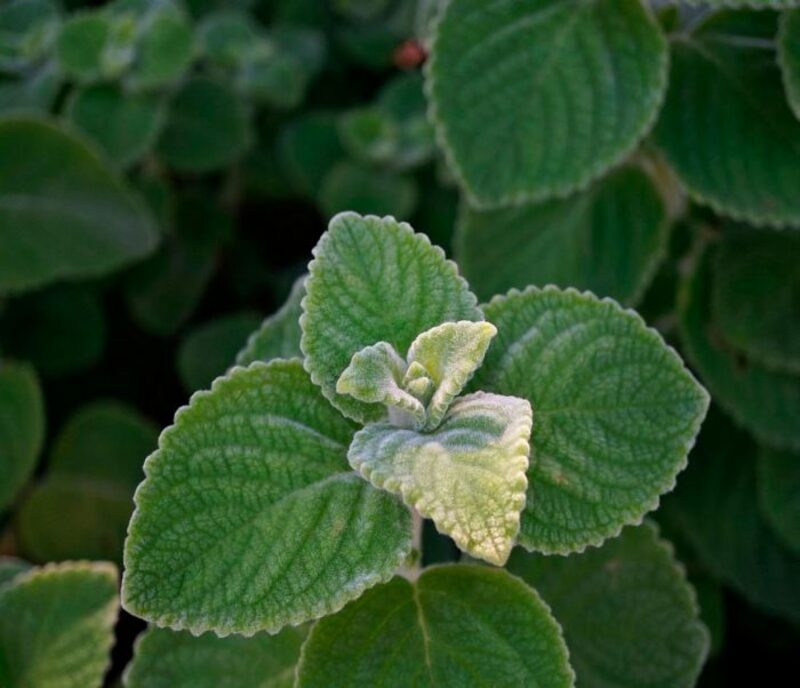 Плектрантус