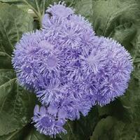Gul urug'lari Ageratum