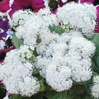  Gul urug'lari Ageratum - 