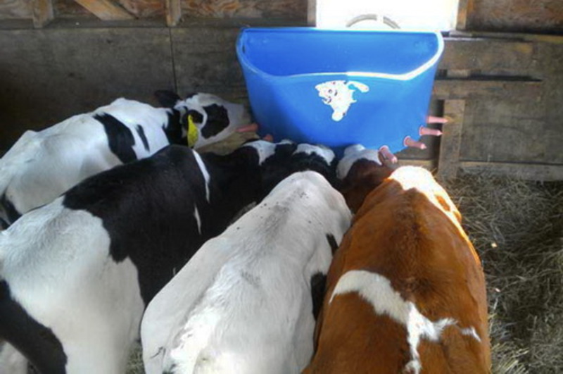 ПЛЮСЫ И МИНУСЫ ГРУППОВОГО СОДЕРЖАНИЯ ТЕЛЯТ