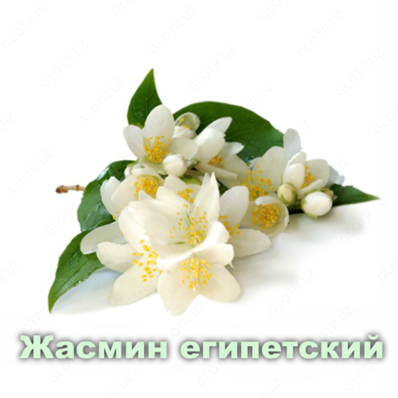 Эфирное масло Жасмин  Vivasan
