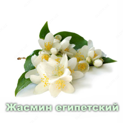 Эфирное масло Жасмин  Vivasan