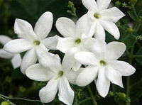 Эфирное масло Нероли  Vivasan