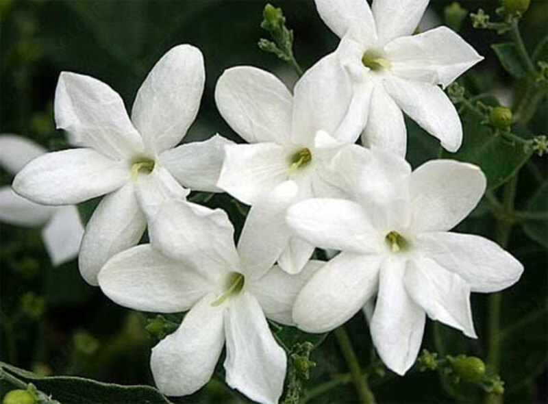 Эфирное масло Нероли  Vivasan