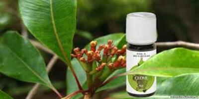 Швейцария - 241 280 сум / шт.