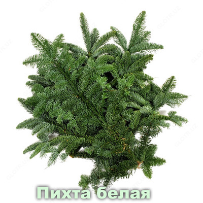 Эфирное масло Пихта белая  Vivasan